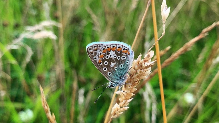Common blue butterfly taking a rest on a blade of grass in seed in the wildflower meadows